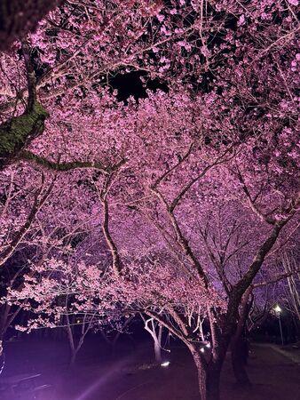 ▲▼武陵農場櫻花盛開。（圖／部落客VIVIYU小世界授權提供）