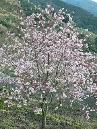 ▲▼武陵農場櫻花盛開。（圖／部落客VIVIYU小世界授權提供）