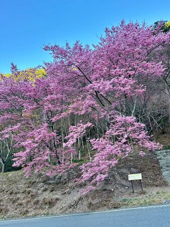 ▲▼武陵農場櫻花盛開。（圖／部落客VIVIYU小世界授權提供）