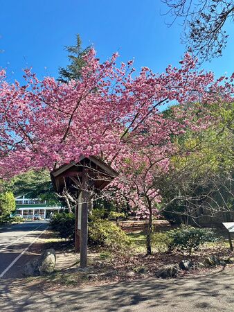 ▲▼武陵農場櫻花盛開。（圖／部落客VIVIYU小世界授權提供）