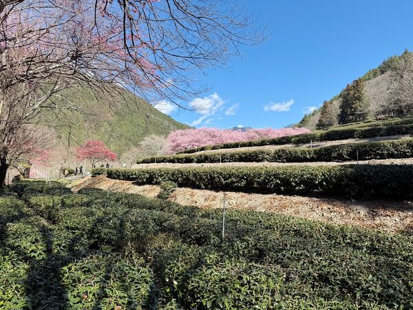 ▲▼武陵農場櫻花盛開。（圖／部落客VIVIYU小世界授權提供）