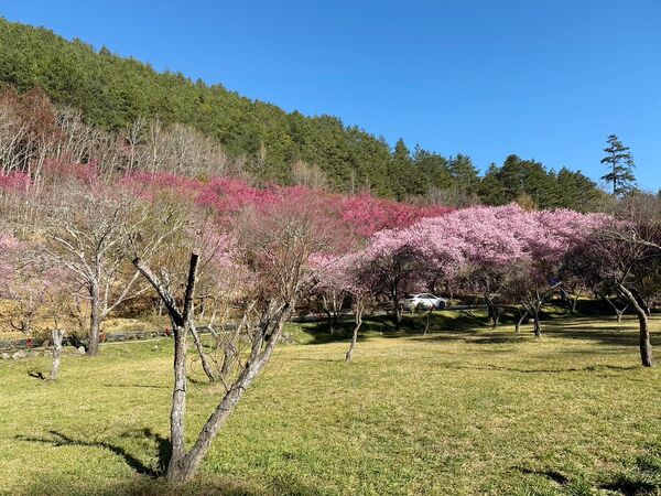 ▲▼武陵農場櫻花盛開。（圖／部落客VIVIYU小世界授權提供）