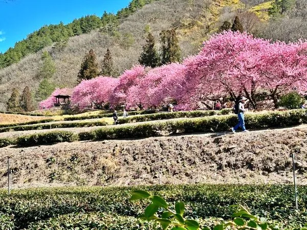 ▲▼武陵農場櫻花盛開。（圖／部落客VIVIYU小世界授權提供）