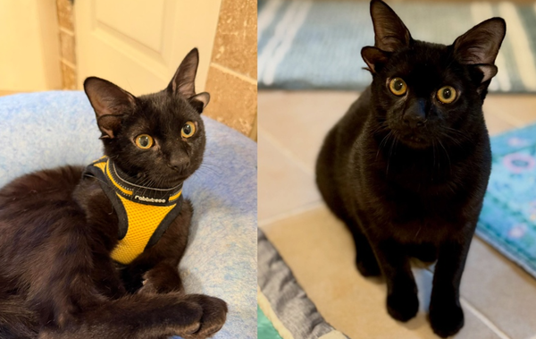 基因突變多2耳像「小翅膀」　收容所PO「4耳小黑貓照」網搶收養。（圖／翻攝自Phoebe the CH Kitty）