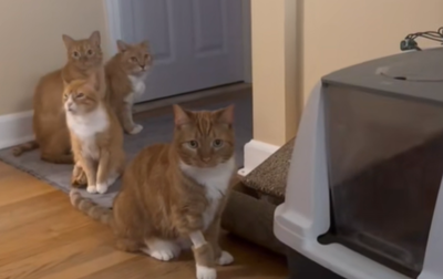 狂買8個貓砂盆卻愛擠同一個　主人見家中橘貓「排隊上廁所」崩潰