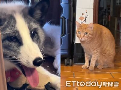 帶狐狸回家「橘貓問號」　隔超遠監視：你是什麼生物！