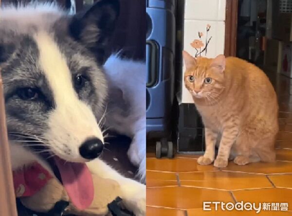 ▲。（圖／IG、Threads＠bagel_foxlife提供）