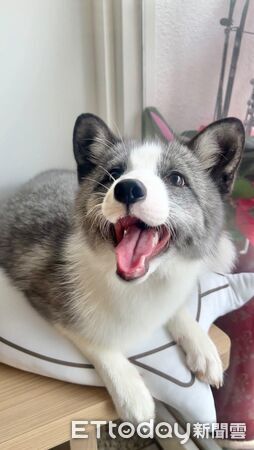 ▲。（圖／IG、Threads＠bagel_foxlife提供）