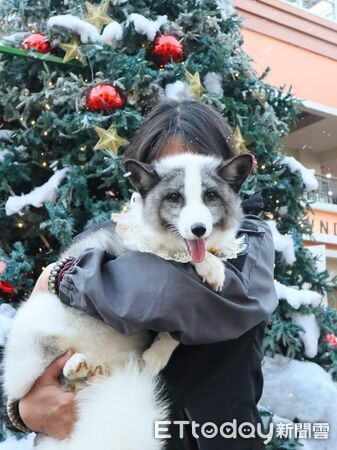 ▲。（圖／IG、Threads＠bagel_foxlife提供）