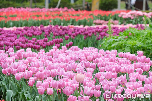 ▲2026士林官邸鬱金香展。（圖／記者彭懷玉攝）