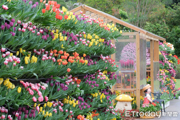 ▲2026士林官邸鬱金香展。（圖／記者彭懷玉攝）