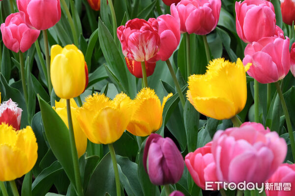 ▲2026士林官邸鬱金香展。（圖／記者彭懷玉攝）