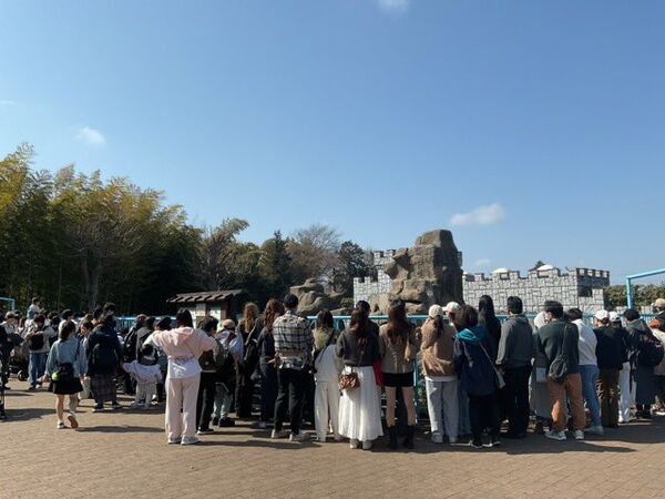 看Panchi的人潮。（圖／翻攝自推特@ichikawa_zoo）