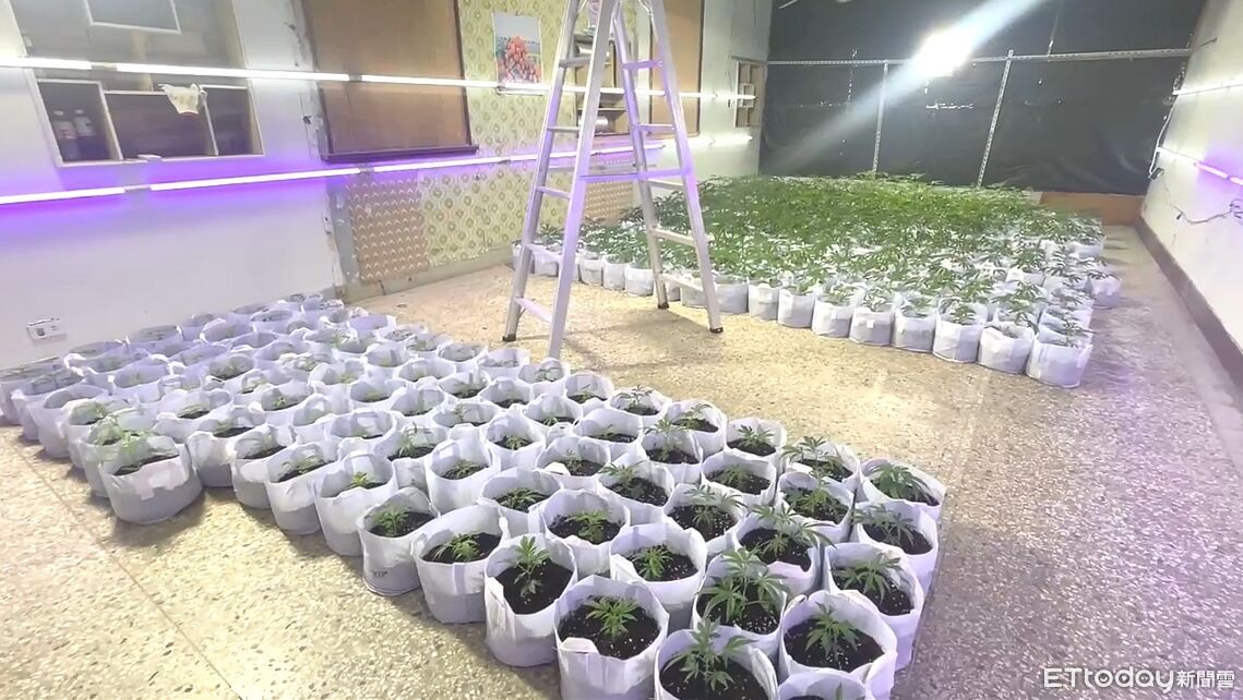 竹北中古車商找金主開「大麻農場」 員工斜槓小農4人落網