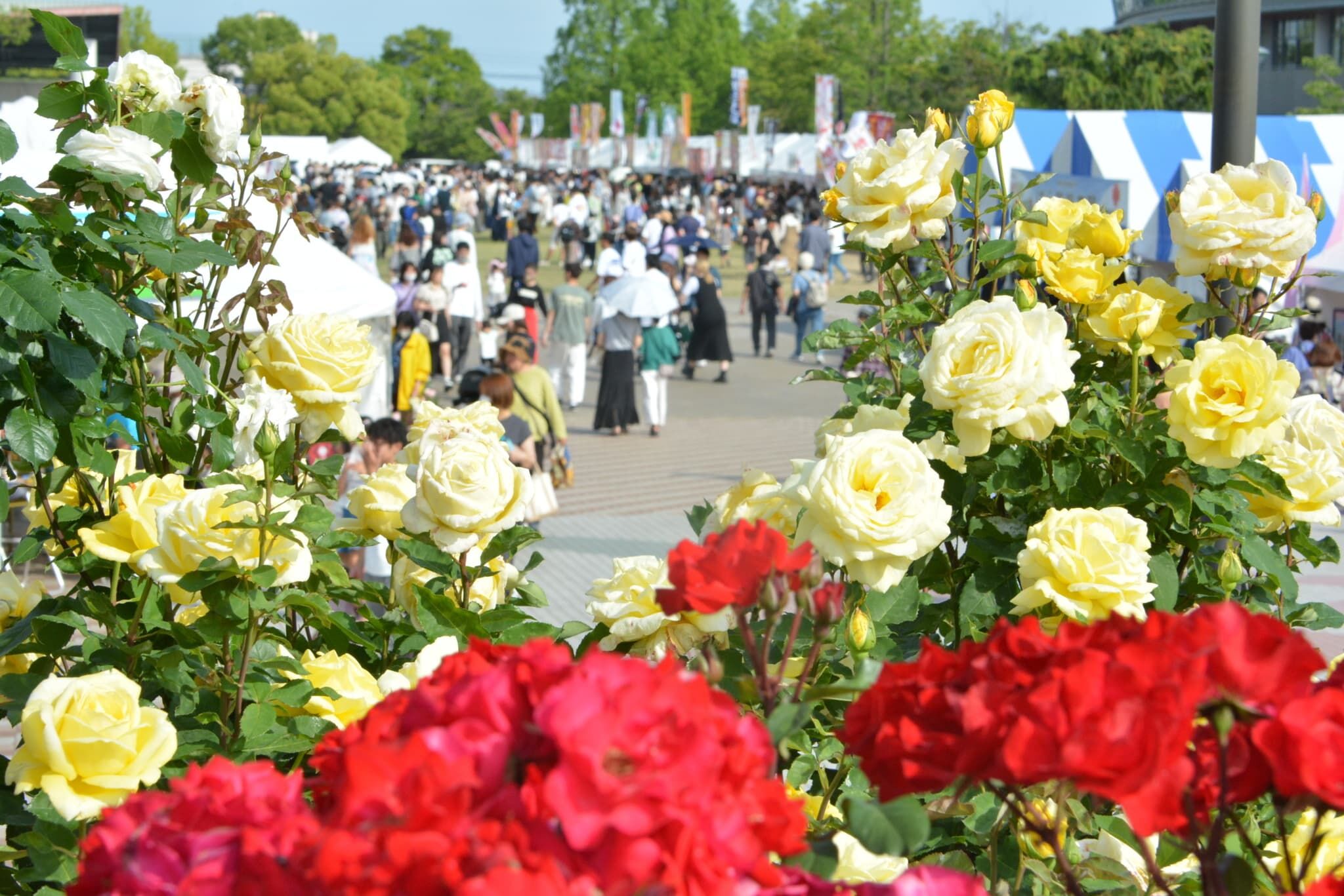 華航直飛每週5班 在廣島遇見初夏最有感的3大祭典（圖／廣島縣觀光聯盟）
