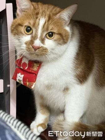 貓咪寄養阿嬤家半年變超巨。（圖／飼主Silvia提供）