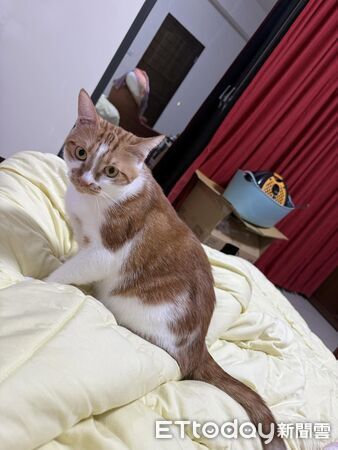 貓咪寄養阿嬤家半年變超巨。（圖／飼主Silvia提供）