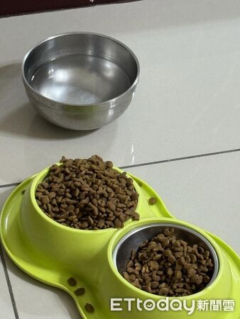 貓咪寄養阿嬤家半年變超巨。（圖／飼主Silvia提供）