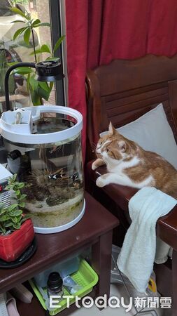 貓咪寄養阿嬤家半年變超巨。（圖／飼主Silvia提供）