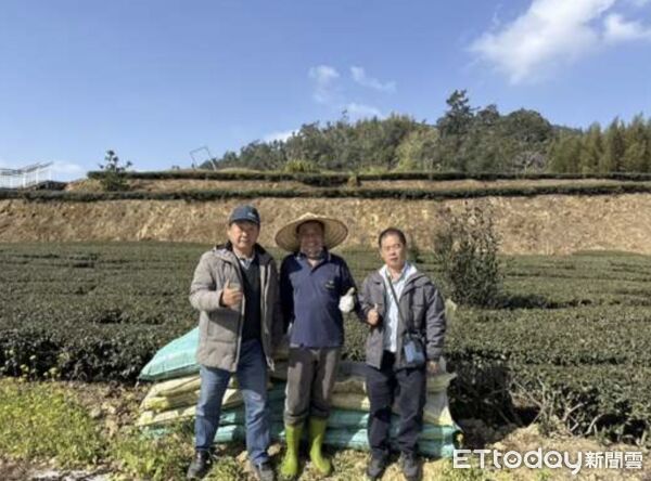 ▲竹粉有機營養添加物施用於茶園試驗，觀察作物生長差異。（圖／記者游瓊華翻攝）