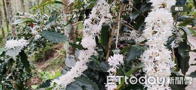 山海交界的風味　花東精品咖啡成尋豆天堂