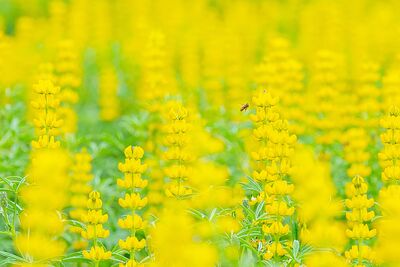 2026桃園魯冰花季開幕　張善政邀請民眾龍潭賞花