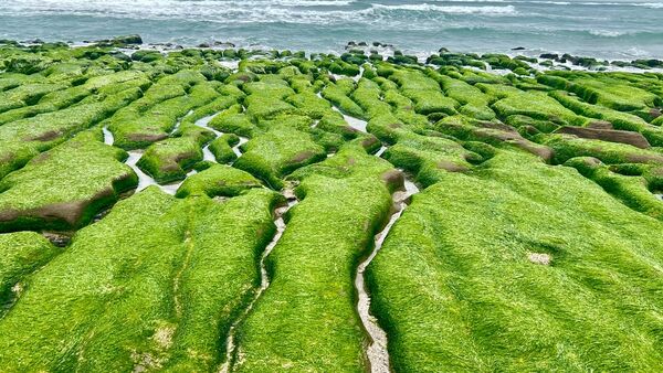 ▲石門區老梅綠石槽進入最佳觀賞期。（圖／北觀處提供）