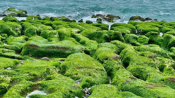 ▲石門區老梅綠石槽進入最佳觀賞期。（圖／北觀處提供）