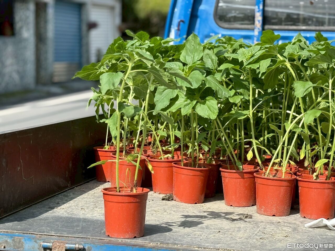 象徵光明與希望! 花蓮議長攜手邦查農場贈光復災戶向日葵