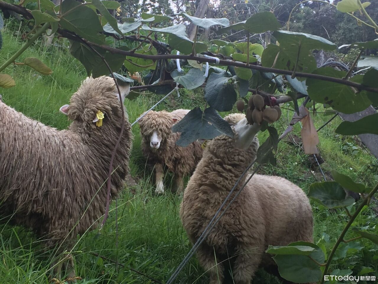 清境農場與泰國農學重鎮簽署合作備忘錄 臺泰農業交流再添新頁