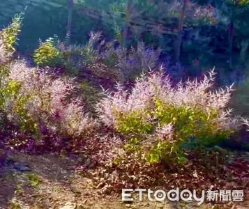 麝香花旗木大爆發！南化烏山粉紫花海迎228連假　厚德紫竹寺成踏青熱點