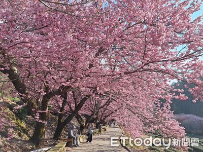雪霸武陵櫻花盛開中！花海山林美景曝　預計將持續到三月中旬