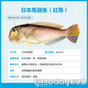 馬頭魚成老饕逸品「進港就被搶購」　農業部曝挑選「3大關鍵」