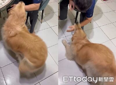 一起去啦！阿金「咬手禮」盧阿公出門　屁屁狂搖尾巴熱烈邀請