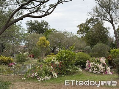 台南山上花園水道博物館春花齊放 櫻花綻放逾六成九重葛、睡蓮接力登場