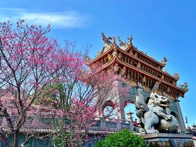 新北林口竹林山寺櫻花盛開 粉色古剎成春日賞櫻熱點