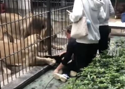 陸女童餵獅子被抓住！大人救援也被爪擊