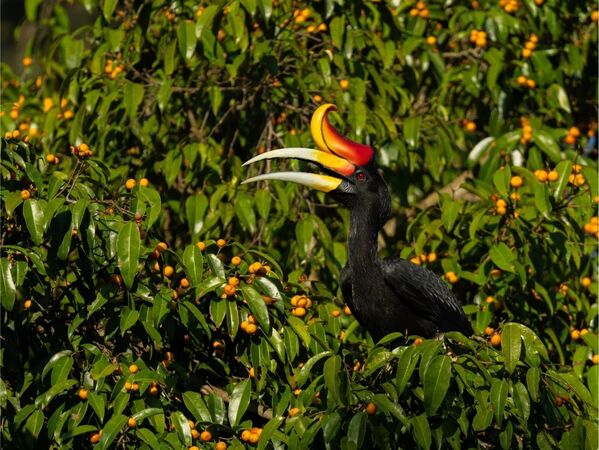 ▲馬來西亞三大雨林秘境，富有豐富的熱帶雨林與世界級自然景觀及推薦度假村。（圖／馬來西亞觀光局提供）