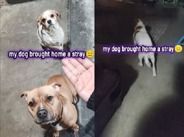 ▲。（圖／翻攝自TikTok／@officialqueencocca）