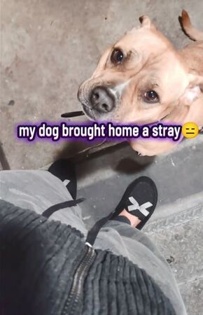 ▲。（圖／翻攝自TikTok／@officialqueencocca）