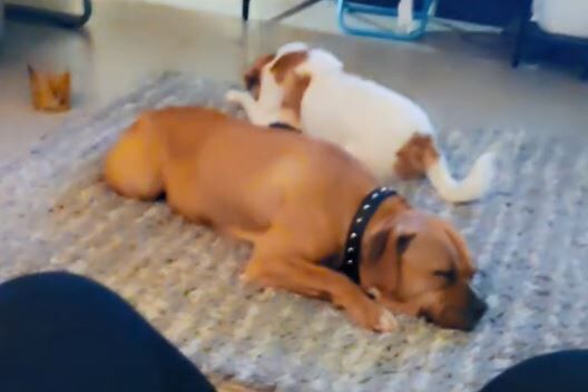 ▲。（圖／翻攝自TikTok／@officialqueencocca）