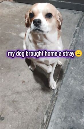 ▲。（圖／翻攝自TikTok／@officialqueencocca）