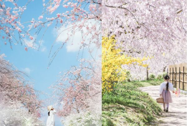 ▲▼廣島賞櫻景點。（圖／HIT廣島縣觀光聯盟提供）