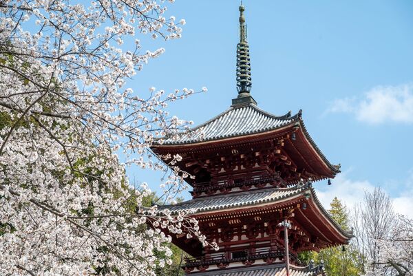 ▲▼廣島賞櫻景點。（圖／HIT廣島縣觀光聯盟提供）