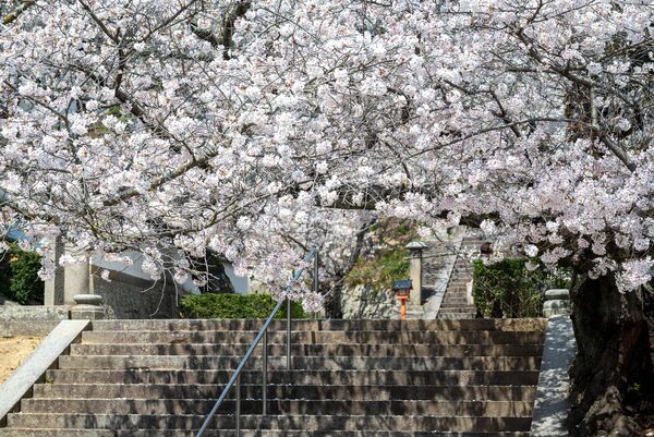 ▲▼廣島賞櫻景點。（圖／HIT廣島縣觀光聯盟提供）