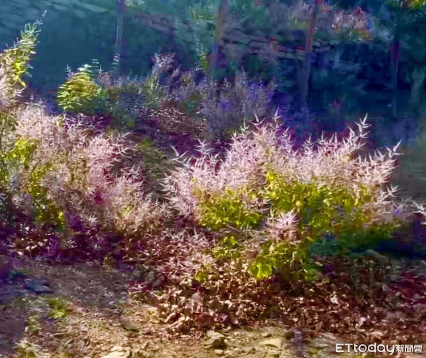 麝香花旗木大爆發!南化烏山粉紫花海迎228連假 厚德紫竹寺成踏青熱點