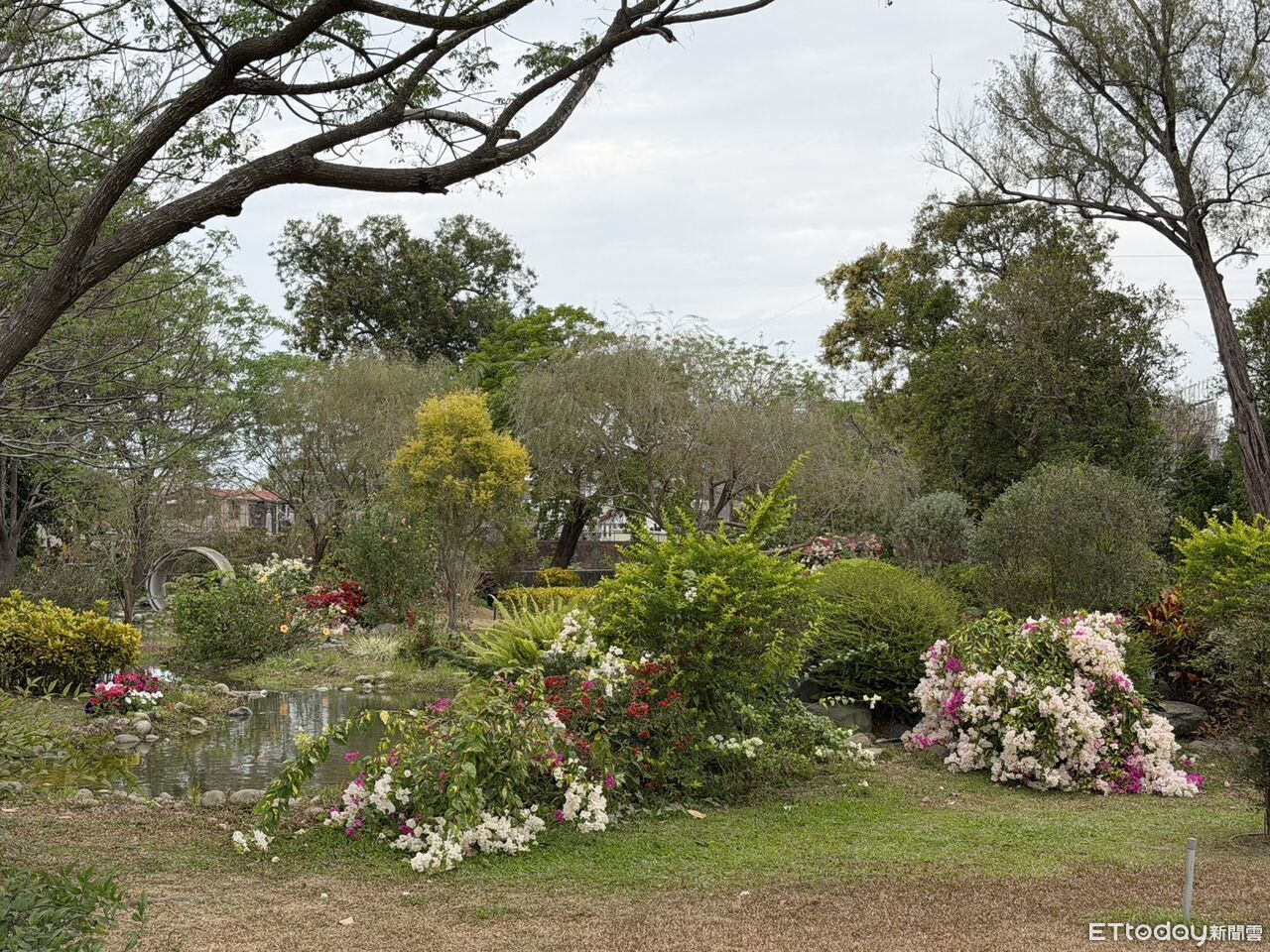 台南山上花園水道博物館春花齊放 櫻花綻放逾六成九重葛、睡蓮接力登場
