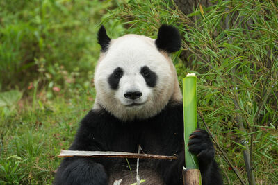 杭州2隻貓熊病逝　動物園閉館接受調查