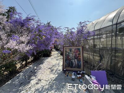 埔里生態農場錫葉藤紫花季到　藝術家張家銘連2年「借紫」創作開展