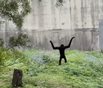 長臂猿跑步「手放不下來」吸6.9萬讚　飼養員爆料「金寶秘密」